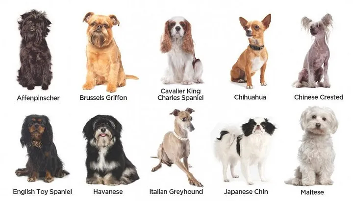 Medium to small dog breeds best sale